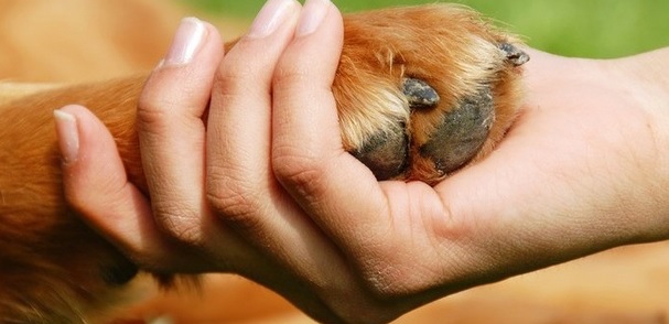 Terza età, a Roma ginnastica dolce e pet therapy gratis per gli over 60